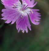 hvozdík moravský <i>(Dianthus moravicus)</i>
