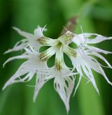 hvozdík pyšný <i>(Dianthus superbus)</i> / Květ/Květenství
