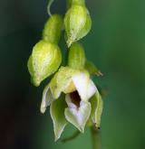 kruštík polabský <i>(Epipactis albensis)</i> / Květ/Květenství