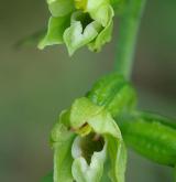 kruštík polabský <i>(Epipactis albensis)</i> / Květ/Květenství