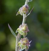kruštík drobnolistý <i>(Epipactis microphylla)</i> / Květ/Květenství