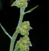 kruštík drobnolistý <i>(Epipactis microphylla)</i> / Květ/Květenství