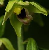 kruštík růžkatý <i>(Epipactis muelleri)</i> / Květ/Květenství