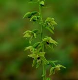 kruštík přehlížený <i>(Epipactis neglecta)</i> / Květ/Květenství