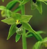 kruštík přehlížený <i>(Epipactis neglecta)</i> / Květ/Květenství