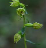 kruštík pontický <i>(Epipactis pontica)</i> / Květ/Květenství