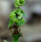 kruštík pontický <i>(Epipactis pontica)</i> / Květ/Květenství