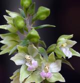 kruštík nepravý <i>(Epipactis pseudopurpurata)</i> / Květ/Květenství