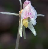 sklenobýl bezlistý <i>(Epipogium aphyllum)</i> / Květ/Květenství