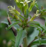 trýzel rozkladitý <i>(Erysimum repandum)</i> / Habitus