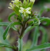 trýzel rozkladitý <i>(Erysimum repandum)</i>