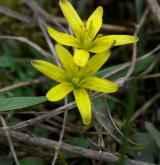 křivatec nizoučký <i>(Gagea pusilla)</i> / Květ/Květenství