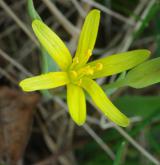 křivatec vstřícnolistý <i>(Gagea transversalis)</i> / Květ/Květenství