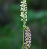 pětiprstka vonná <i>(Gymnadenia odoratissima)</i> / Habitus