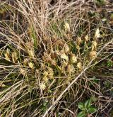 ostřice nízká <i>(Carex humilis)</i> / Habitus