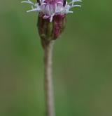 podbělice alpská <i>(Homogyne alpina)</i> / Květ/Květenství