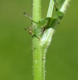 škarda dvouletá <i>(Crepis biennis)</i> / List