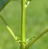 merlík zvrhlý <i>(Chenopodium hybridum)</i> / Stonek