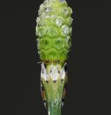 přeslička jižní <i>(Equisetum ×meridionale)</i> / Květ/Květenství