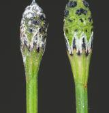 přeslička jižní <i>(Equisetum ×meridionale)</i> / Květ/Květenství