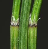 přeslička jižní <i>(Equisetum ×meridionale)</i> / Stonek
