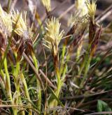 ostřice nízká <i>(Carex humilis)</i> / Květ/Květenství