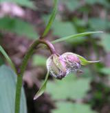 lilie zlatohlavá <i>(Lilium martagon)</i> / Ostatní