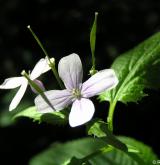 měsíčnice vytrvalá <i>(Lunaria rediviva)</i>