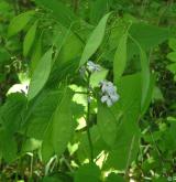 měsíčnice vytrvalá <i>(Lunaria rediviva)</i>