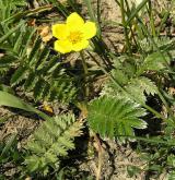 mochna husí <i>(Potentilla anserina)</i>