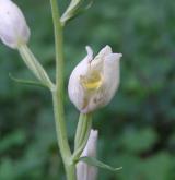okrotice bílá <i>(Cephalanthera damasonium)</i> / Květ/Květenství