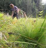 ostřice Davallova <i>(Carex davalliana)</i> / Habitus