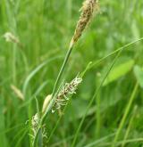 ostřice flacca <i>(Carex flacca)</i> / Květ/Květenství