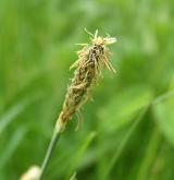 ostřice flacca <i>(Carex flacca)</i> / Květ/Květenství