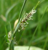 ostřice flacca <i>(Carex flacca)</i> / Květ/Květenství