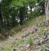 pavinec horský <i>(Jasione montana)</i> / Ostatní