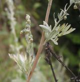 pelyněk pravý <i>(Artemisia absinthium)</i> / Stonek