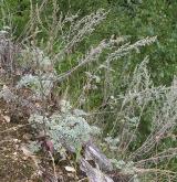 pelyněk pravý <i>(Artemisia absinthium)</i> / Habitus