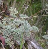 pelyněk pravý <i>(Artemisia absinthium)</i> / Habitus