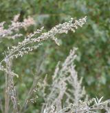 pelyněk pravý <i>(Artemisia absinthium)</i> / Květ/Květenství