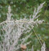 pelyněk pravý <i>(Artemisia absinthium)</i> / Květ/Květenství