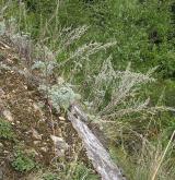pelyněk pravý <i>(Artemisia absinthium)</i> / Porost