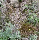 pelyněk pravý <i>(Artemisia absinthium)</i> / Habitus