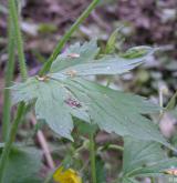 pryskyřník kosmatý <i>(Ranunculus lanuginosus)</i> / List
