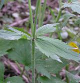 pryskyřník kosmatý <i>(Ranunculus lanuginosus)</i> / Stonek