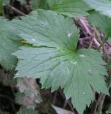pryskyřník kosmatý <i>(Ranunculus lanuginosus)</i> / List