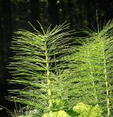 přeslička největší <i>(Equisetum telmateia)</i> / Ostatní