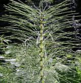 přeslička největší <i>(Equisetum telmateia)</i> / Ostatní
