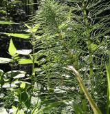 přeslička největší <i>(Equisetum telmateia)</i> / Habitus