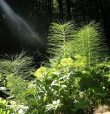 přeslička největší <i>(Equisetum telmateia)</i> / Habitus
